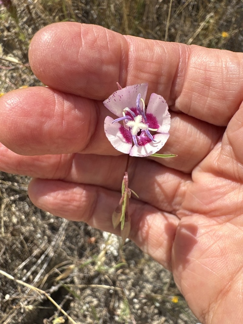 Speckled Clarkia photo 7