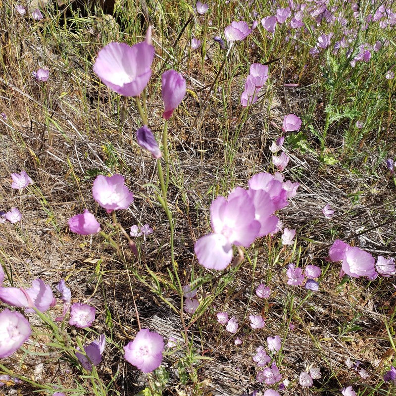 Clarkia cylindrica subsp. clavicarpa