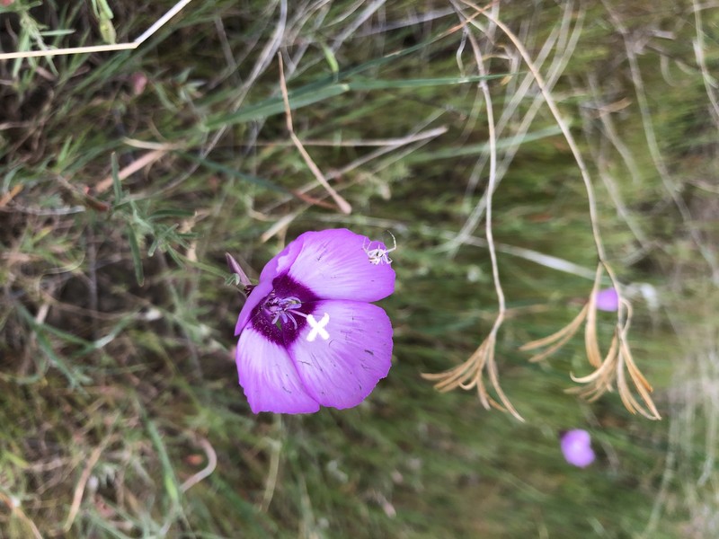 Clarkia cylindrica subsp. clavicarpa photo 2