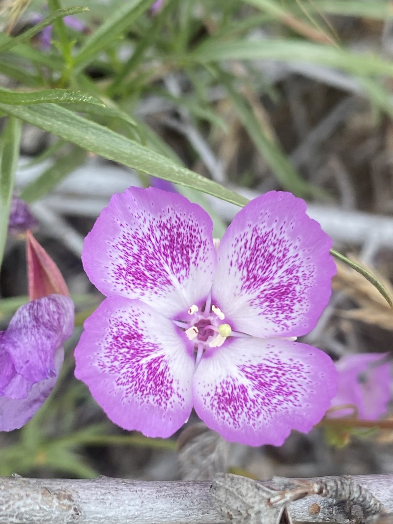 Clarkia cylindrica subsp. cylindrica