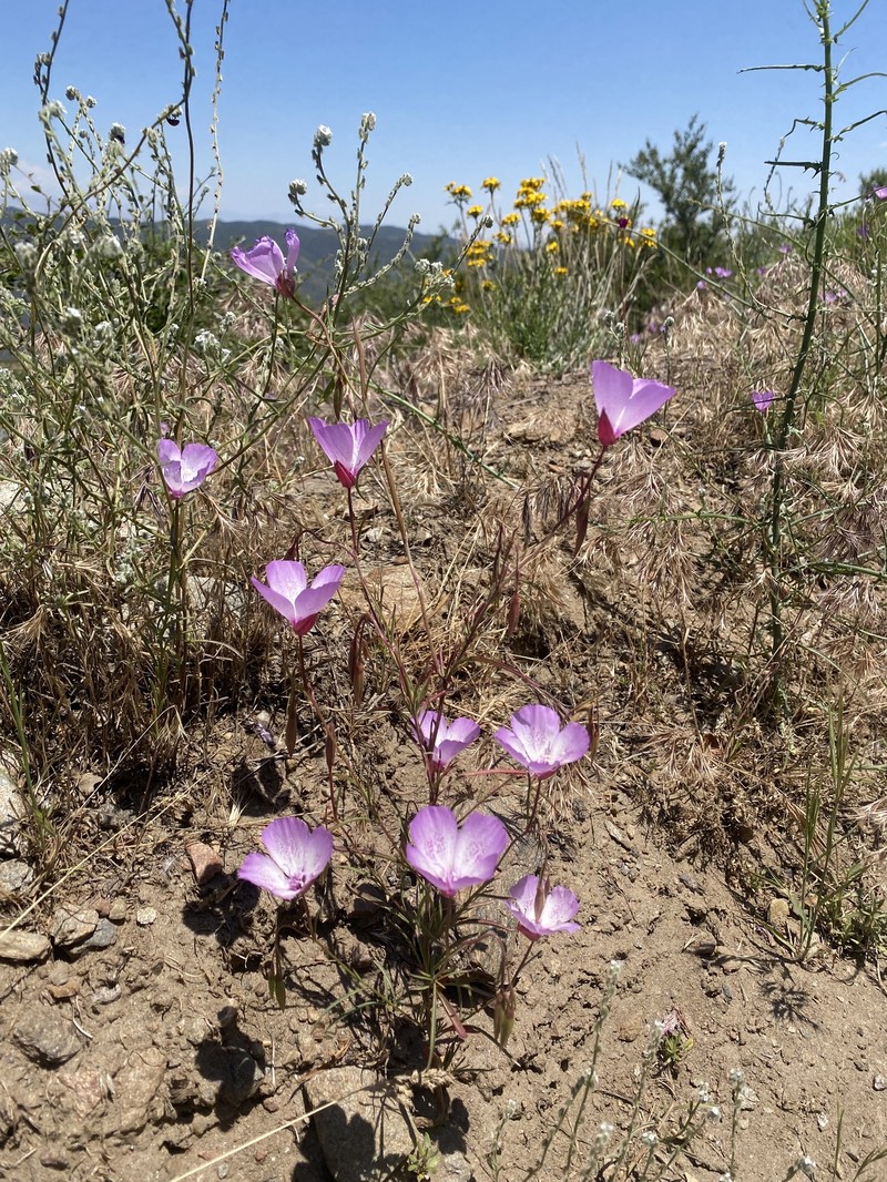 Clarkia cylindrica subsp. cylindrica photo 2