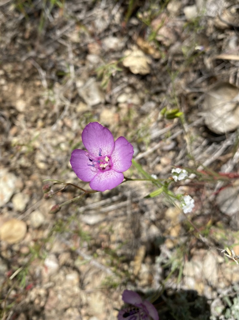 Clarkia cylindrica subsp. cylindrica photo 3