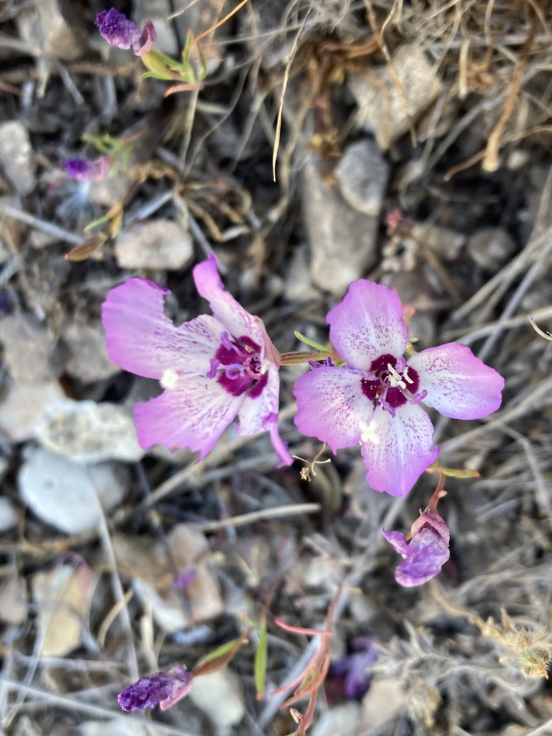 Clarkia cylindrica subsp. cylindrica photo 4