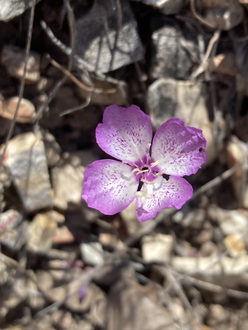 Clarkia cylindrica subsp. cylindrica photo 5