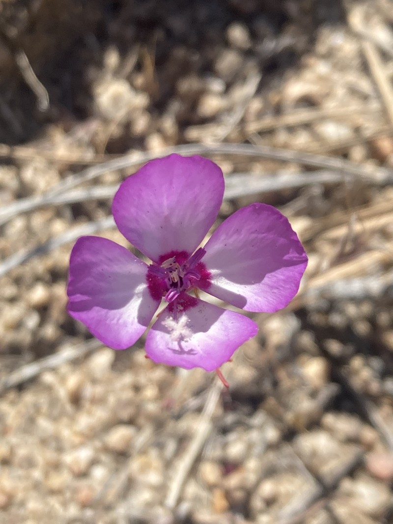 Clarkia cylindrica subsp. cylindrica photo 6