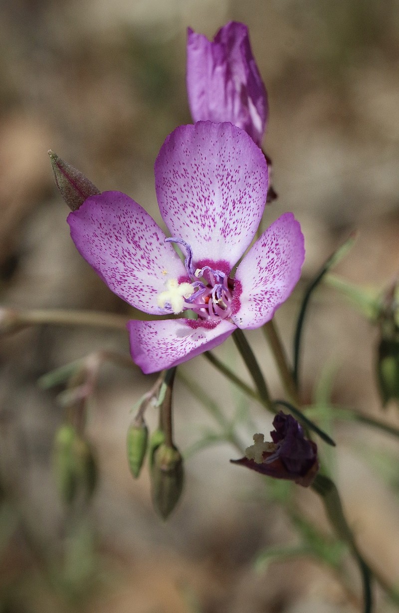 Clarkia cylindrica subsp. cylindrica photo 7