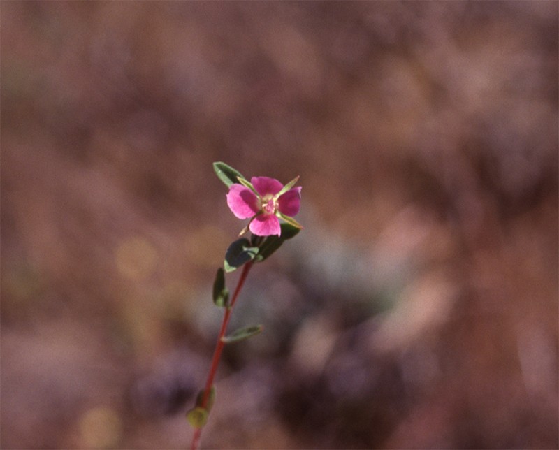 Davy'S Clarkia
