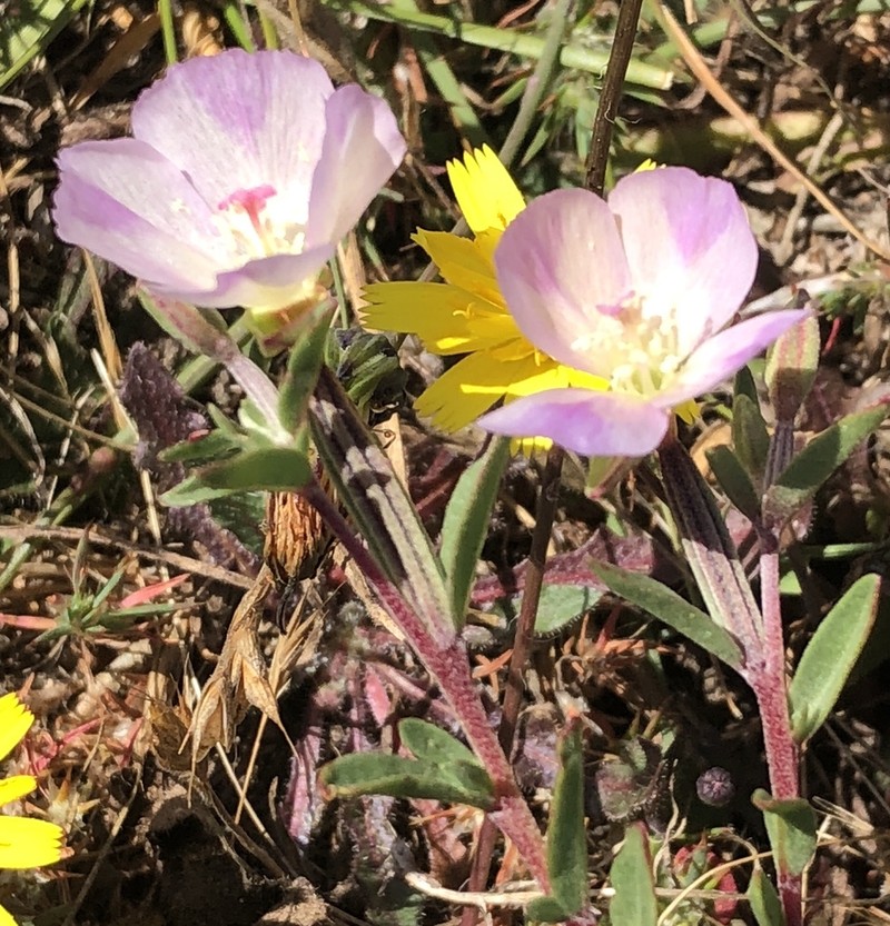 Davy'S Clarkia