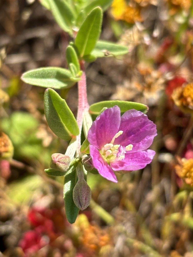 Davy'S Clarkia photo 2