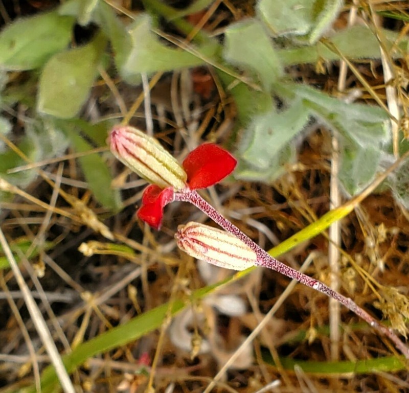 Davy'S Clarkia photo 3
