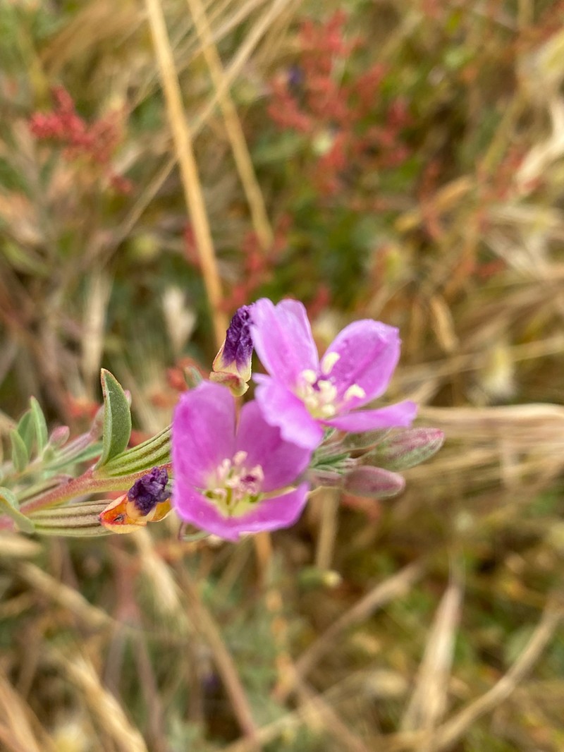 Davy'S Clarkia photo 4