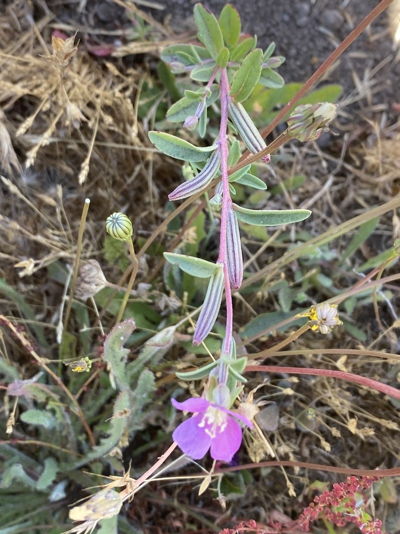 Davy'S Clarkia photo 5