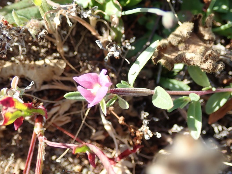 Davy'S Clarkia photo 6