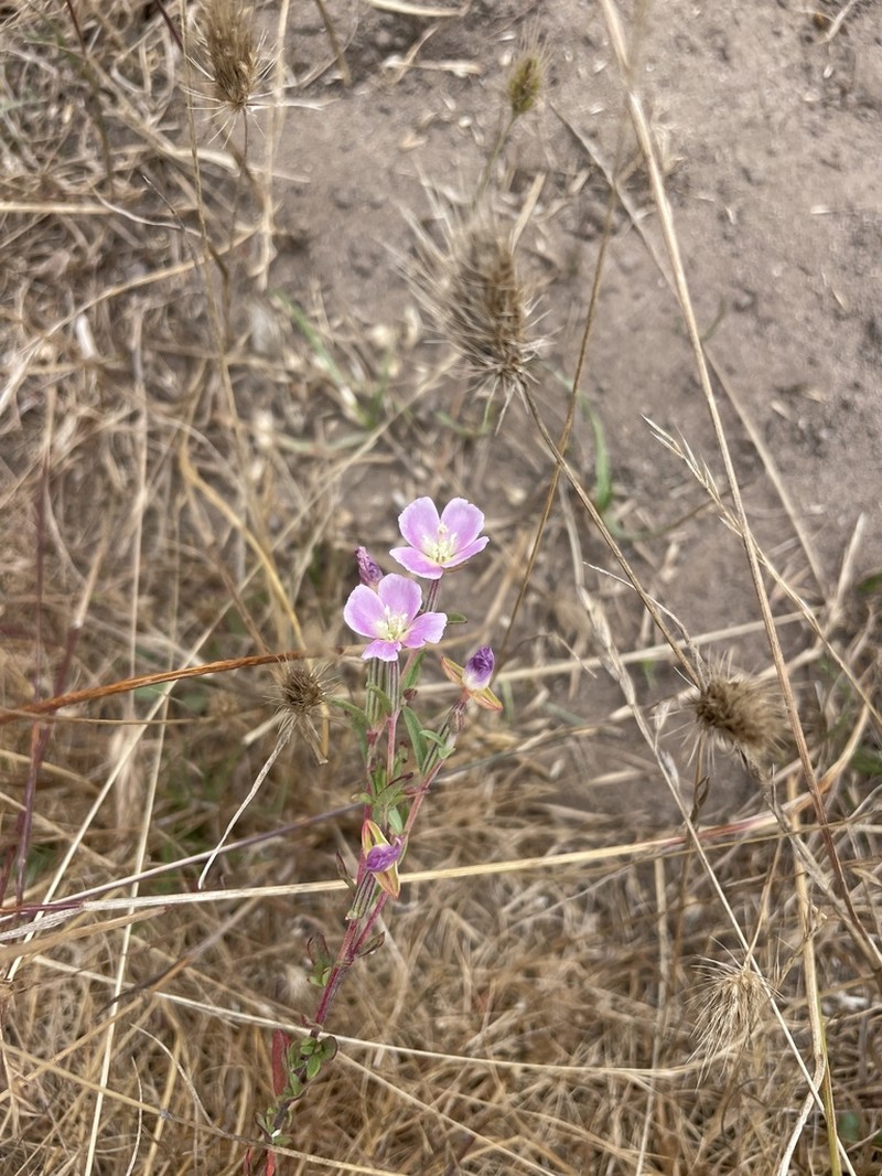 Davy'S Clarkia photo 7