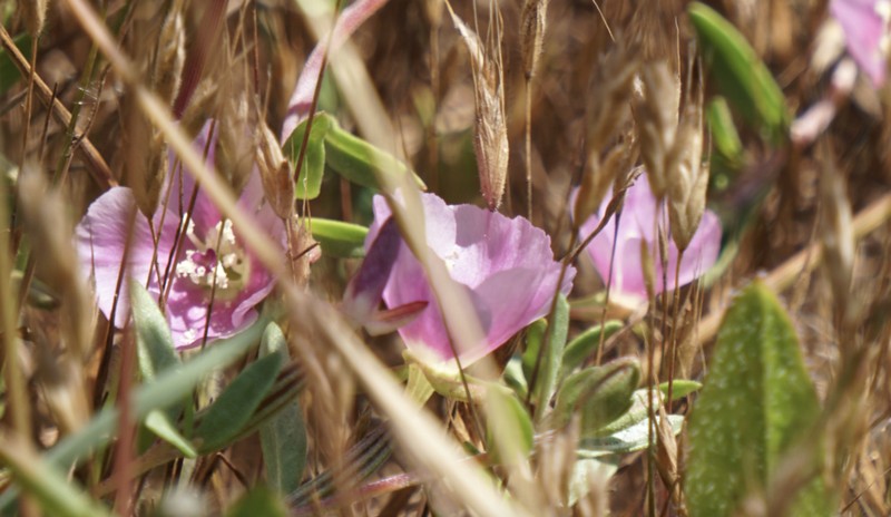 Davy'S Clarkia photo 8