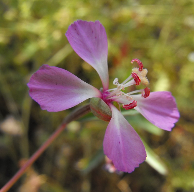 Campo Clarkia