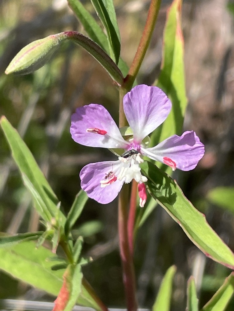 Campo Clarkia