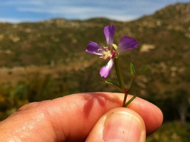 Campo Clarkia photo 2