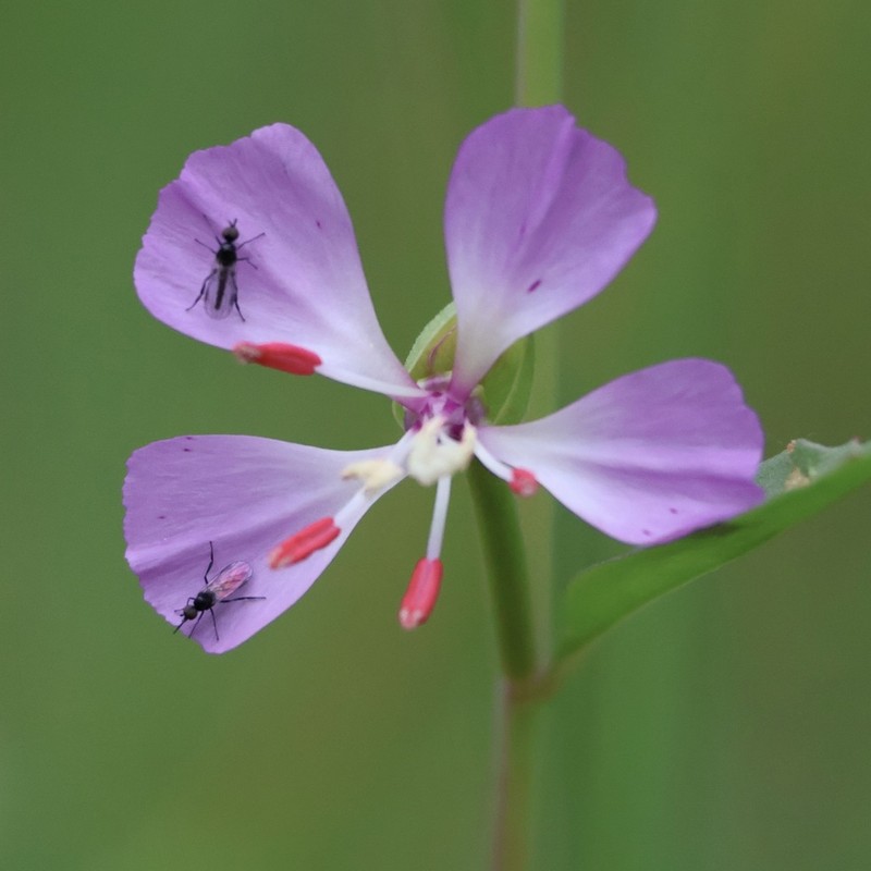 Campo Clarkia photo 3