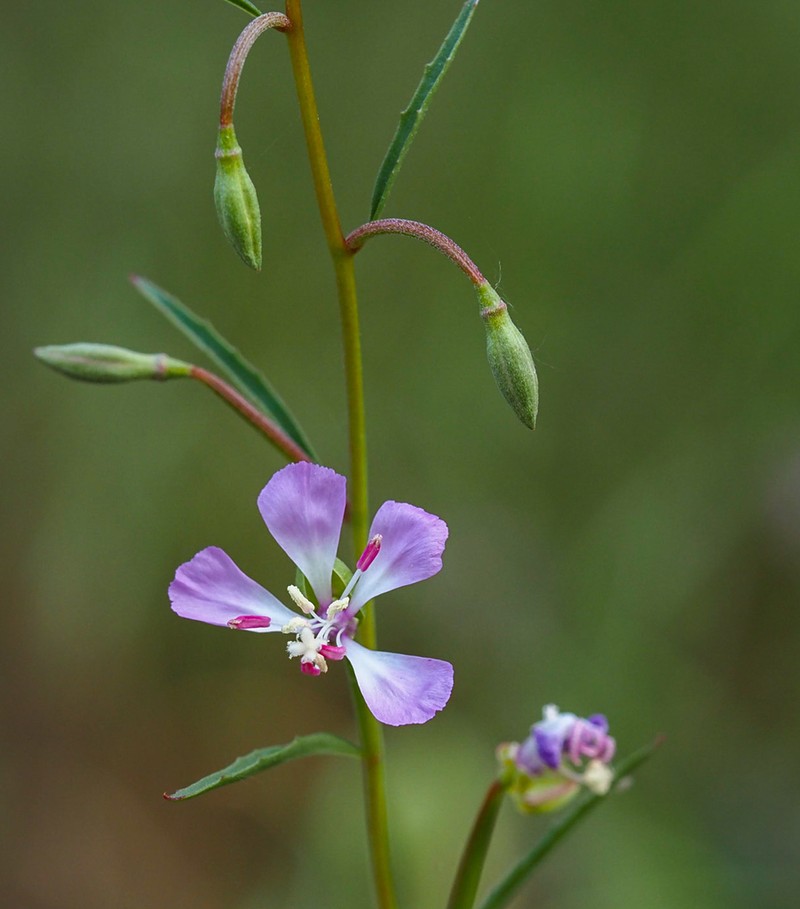Campo Clarkia photo 4
