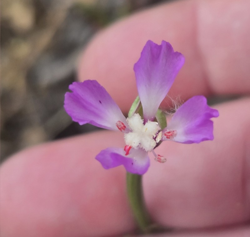 Campo Clarkia photo 5