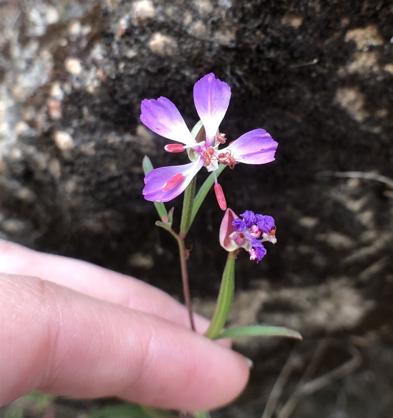 Campo Clarkia photo 6