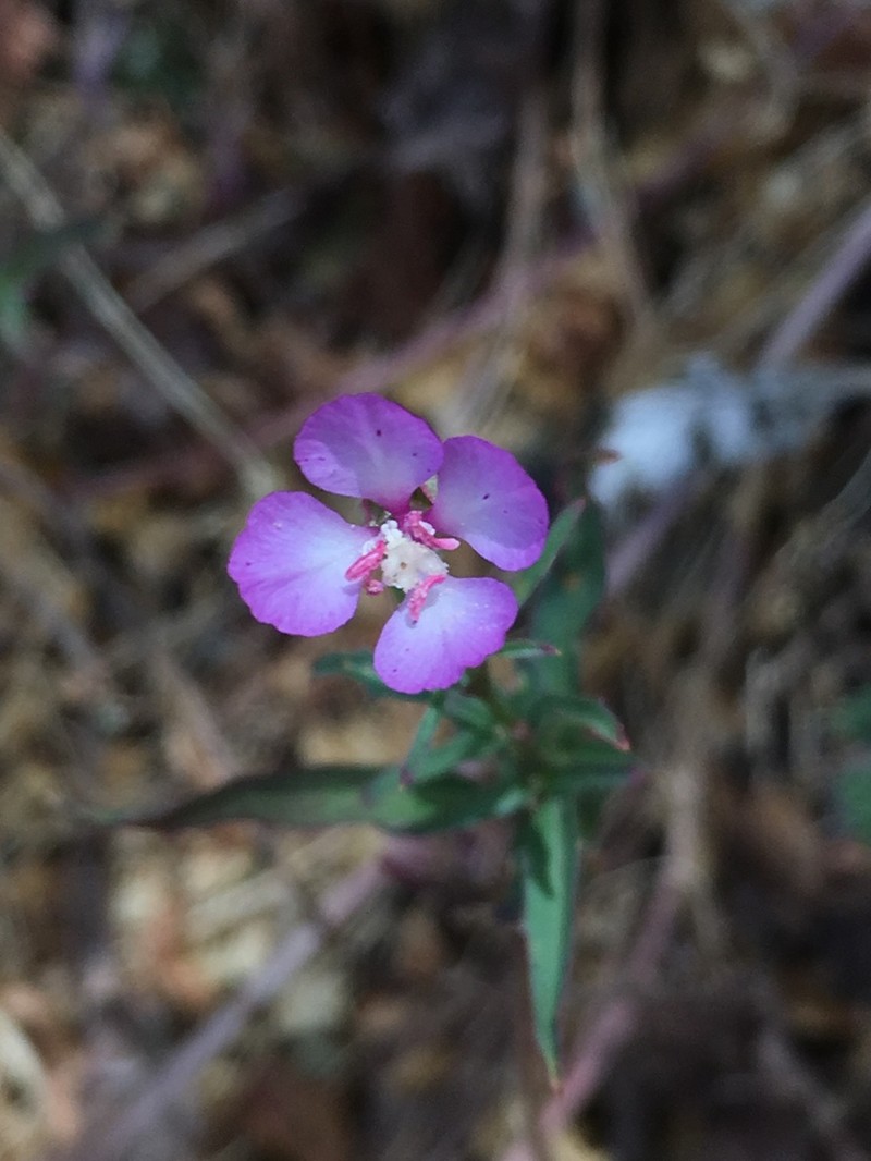 Campo Clarkia photo 7