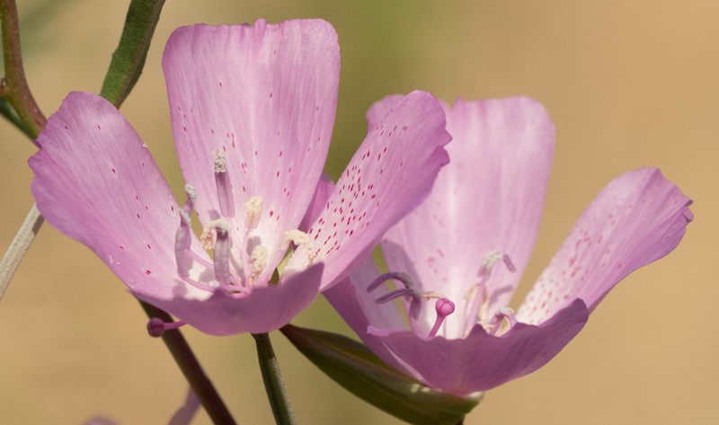 Dudley'S Clarkia
