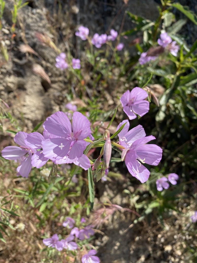 Dudley'S Clarkia