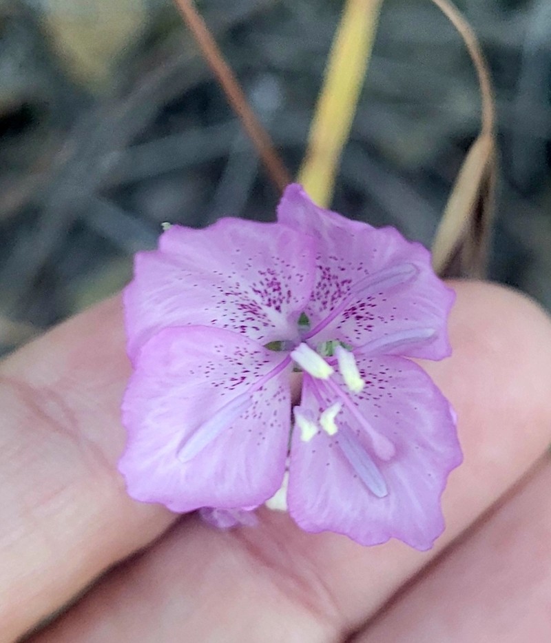 Dudley'S Clarkia photo 2
