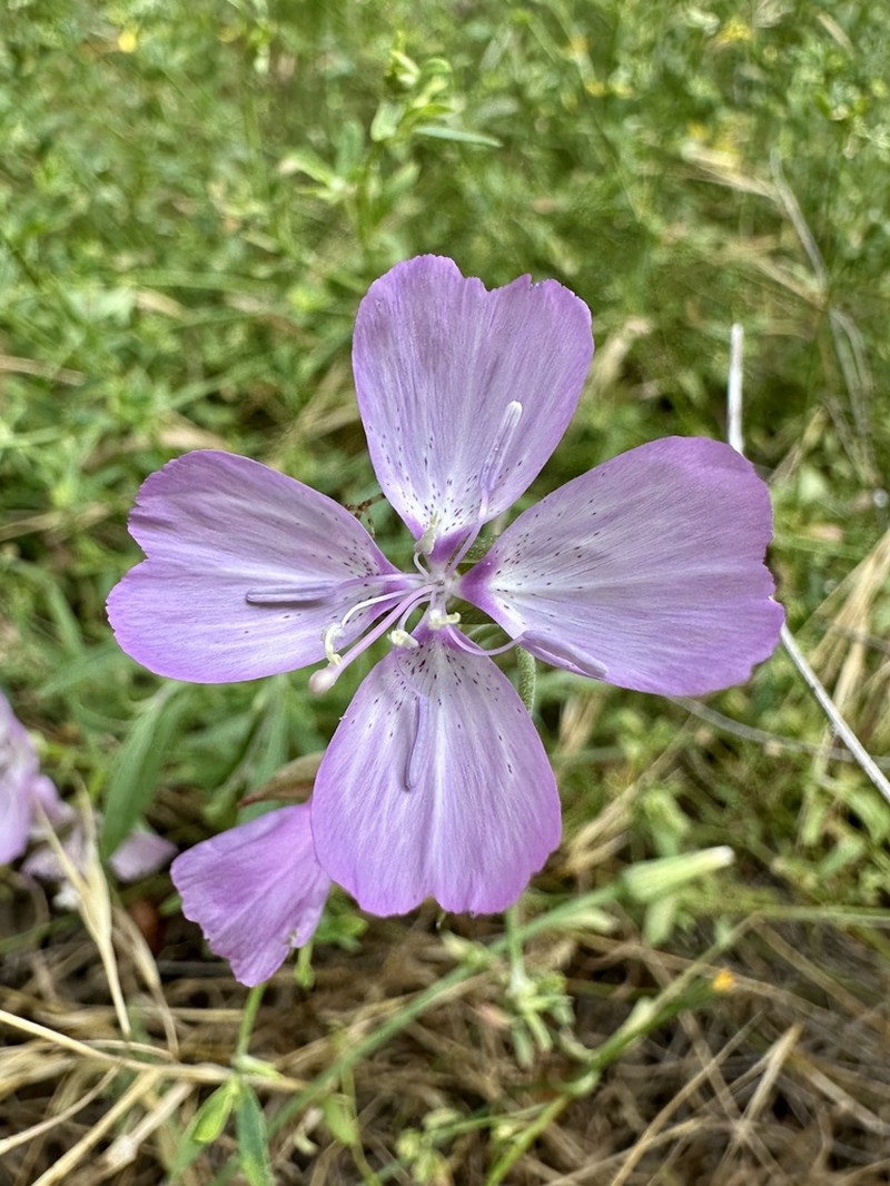 Dudley'S Clarkia photo 3