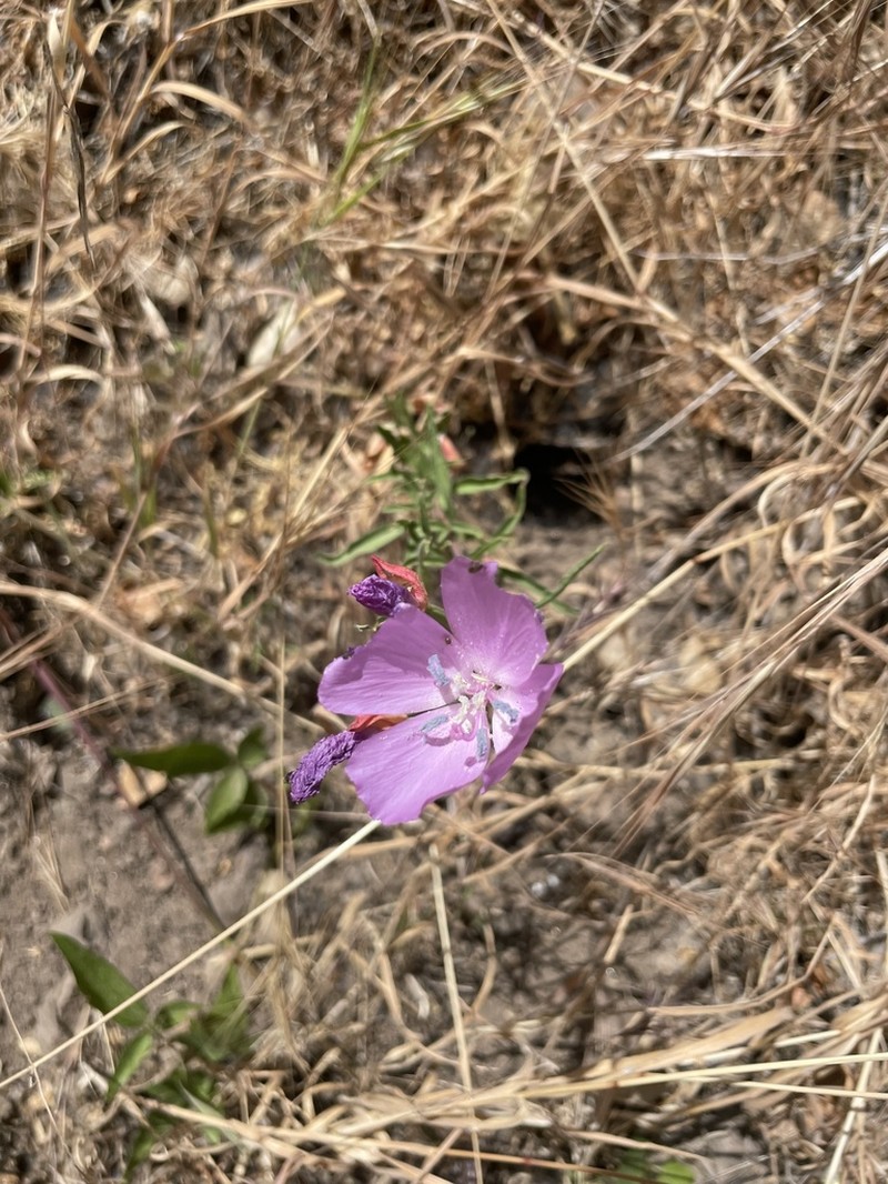 Dudley'S Clarkia photo 4