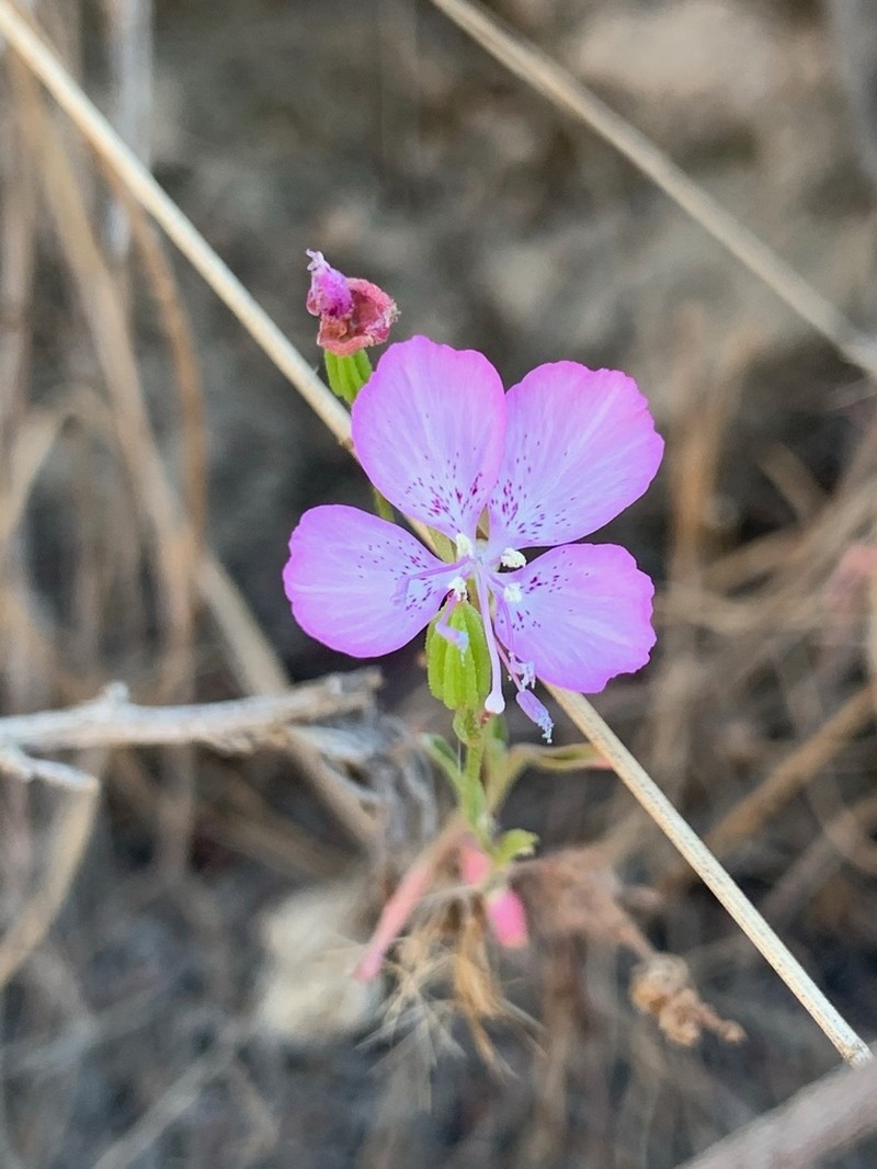 Dudley'S Clarkia photo 5