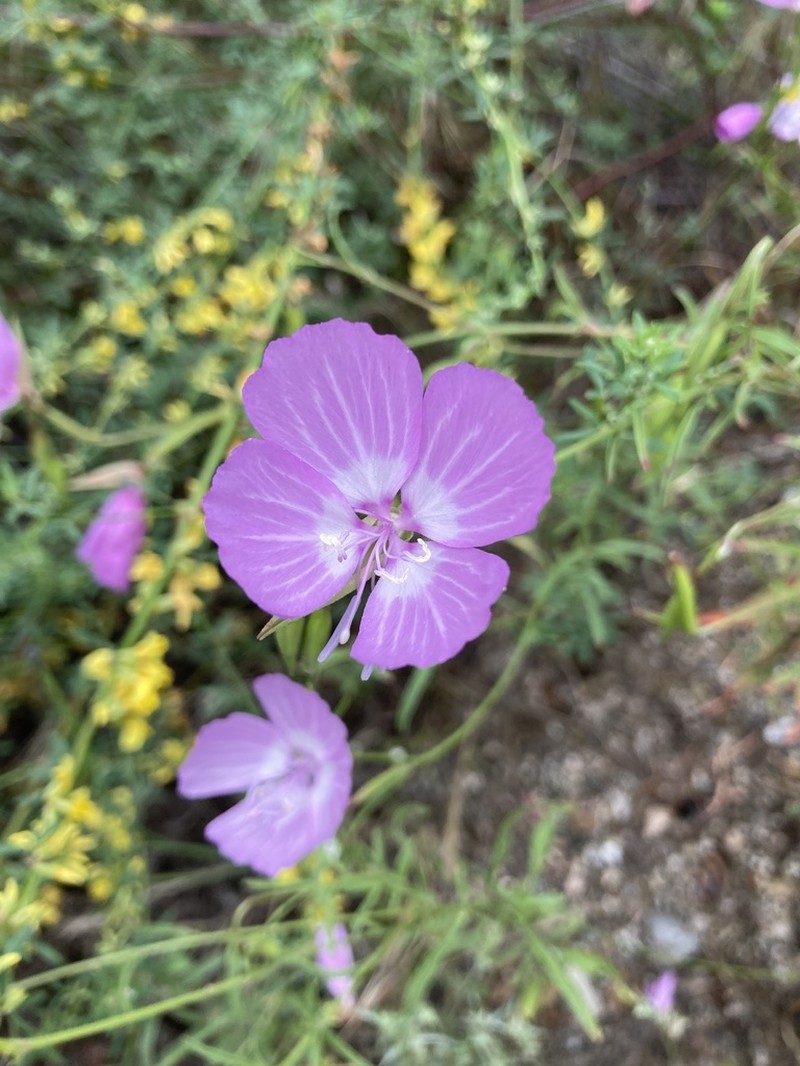 Dudley'S Clarkia photo 6