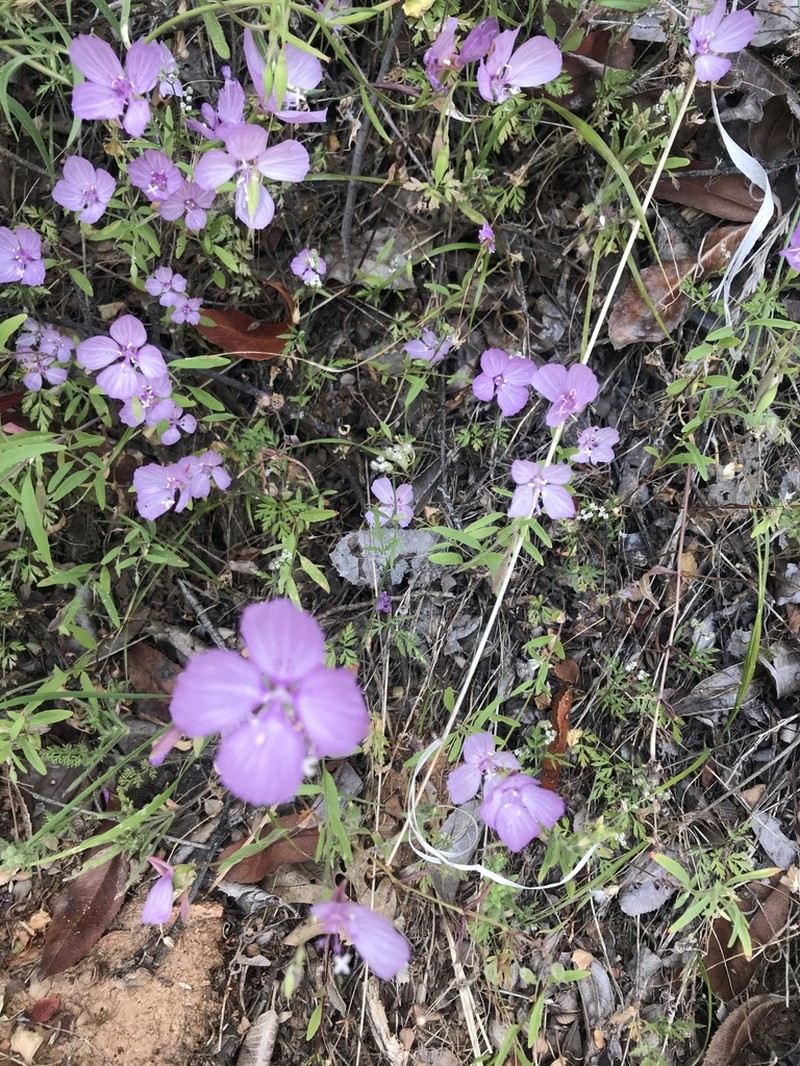 Dudley'S Clarkia photo 7