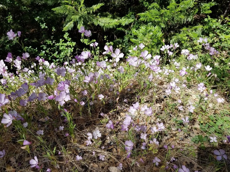 Dudley'S Clarkia photo 8
