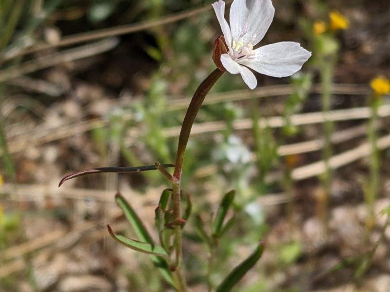 Canyon Clarkia
