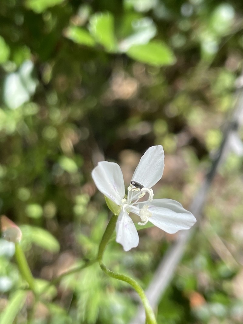 Canyon Clarkia photo 2
