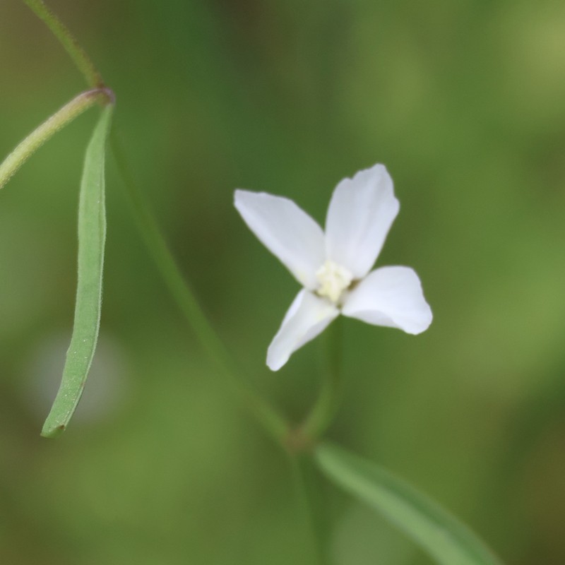 Canyon Clarkia photo 3