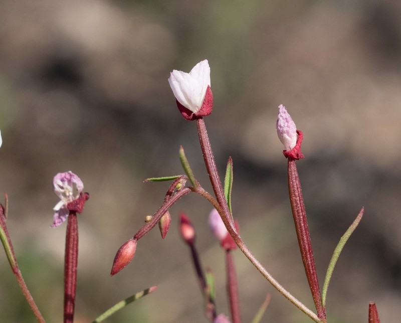 Canyon Clarkia photo 4