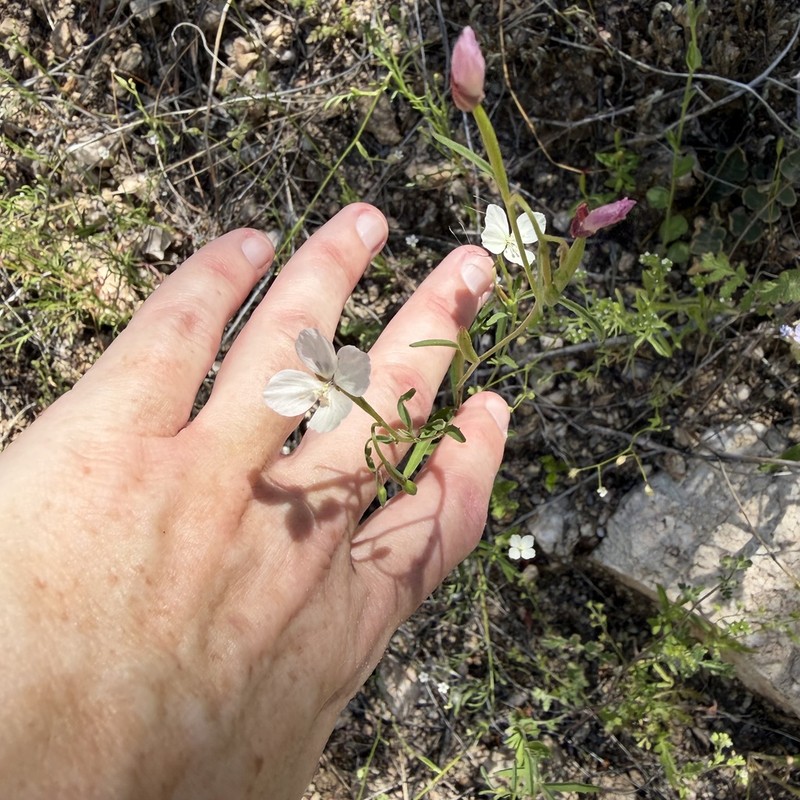 Canyon Clarkia photo 5