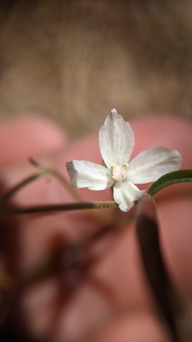 Canyon Clarkia photo 6