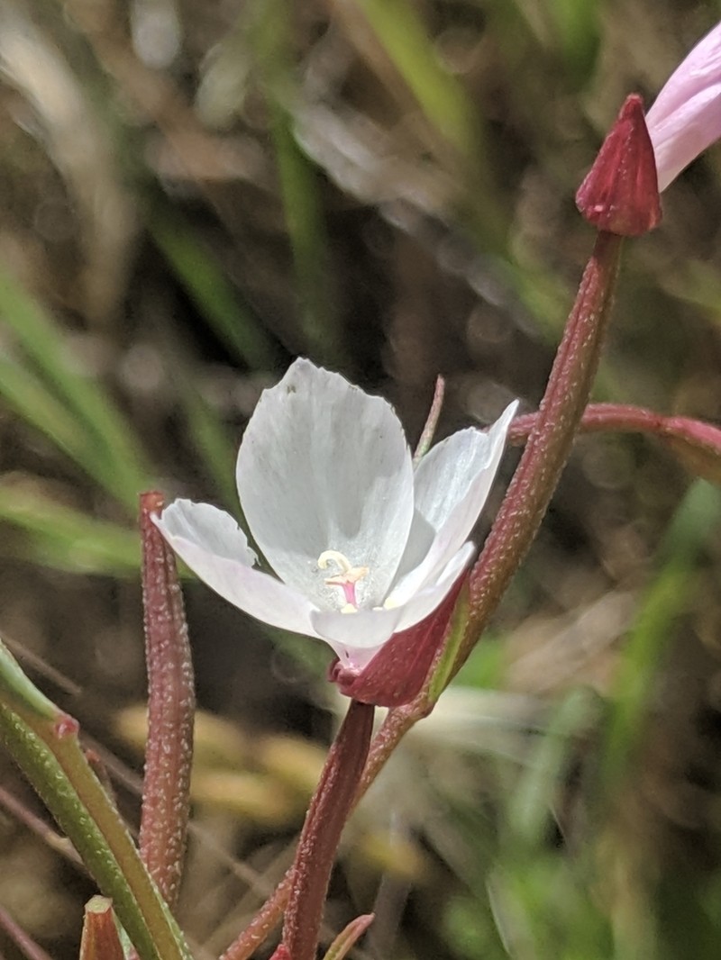 Canyon Clarkia photo 7