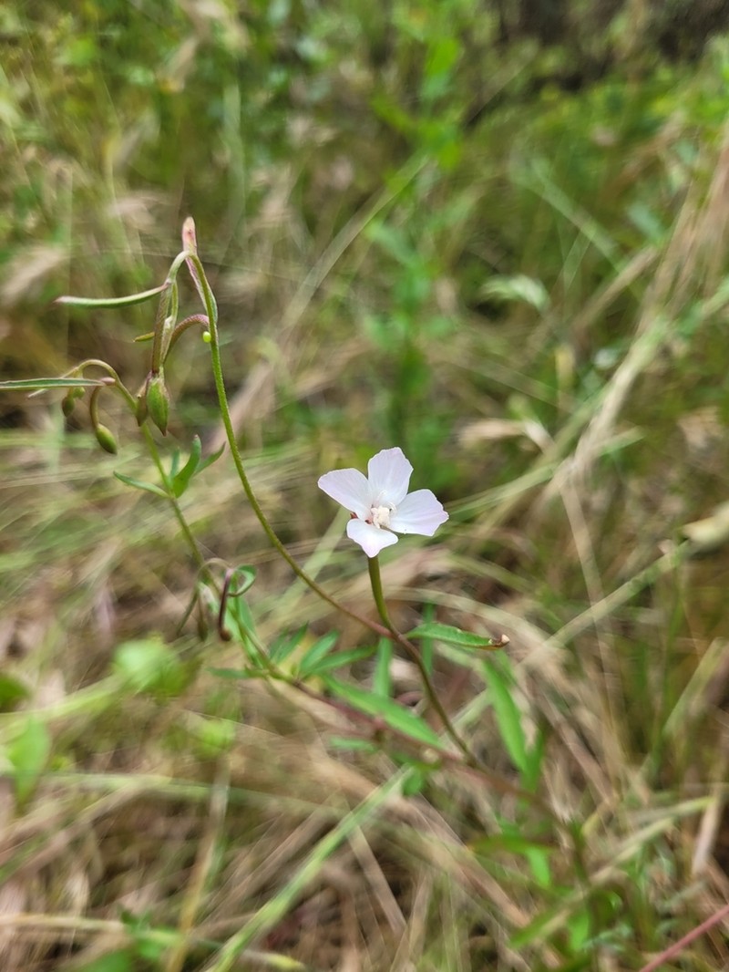Canyon Clarkia photo 8