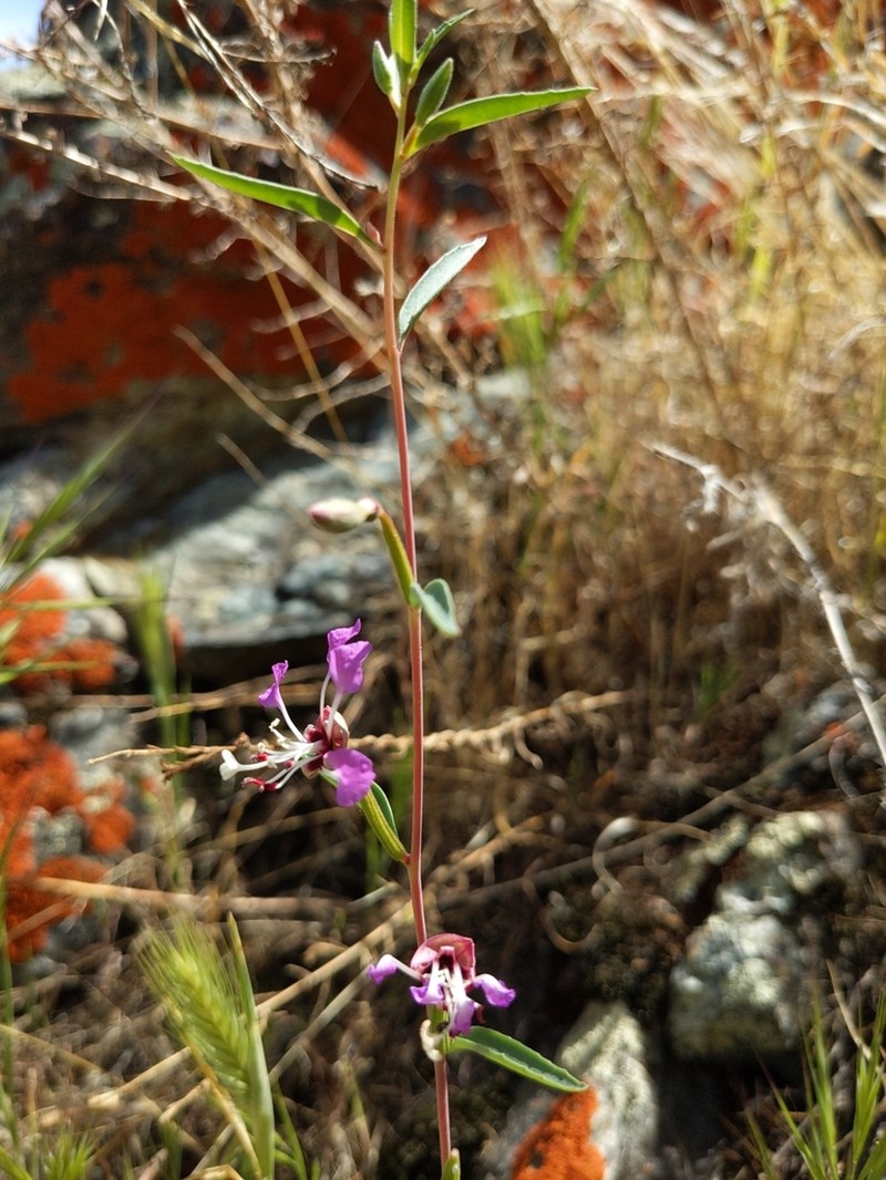 Kern River Clarkia