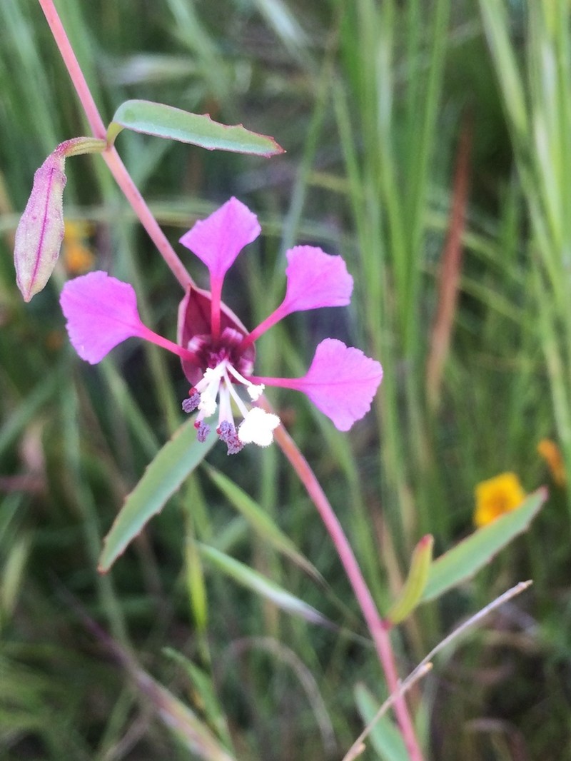 Kern River Clarkia photo 2