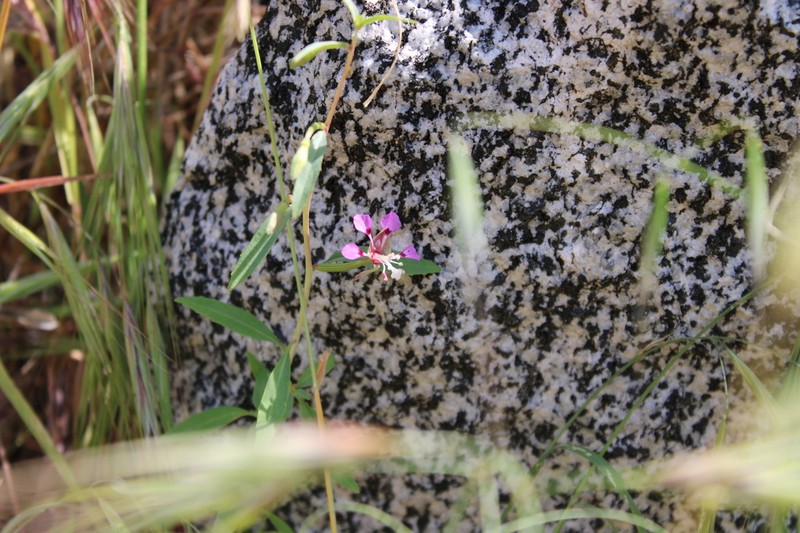 Kern River Clarkia photo 3