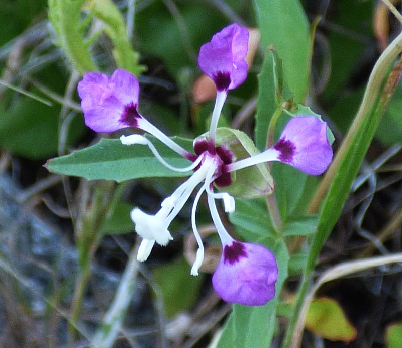 Kern River Clarkia photo 4