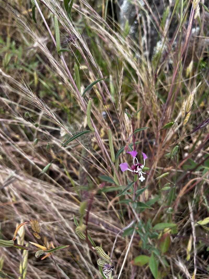 Kern River Clarkia photo 5