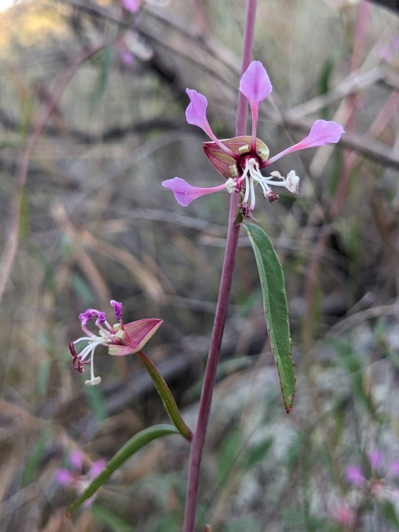 Kern River Clarkia photo 6